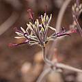 Pelargonium asarifolium, Carina Lochner, iNaturalist, CC BY-NC