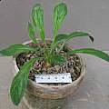Pelargonium auritum var. auritum, David Victor