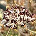 Pelargonium auritum, Andrew Wilson