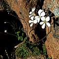 Pelargonium barklyi, Namaqualand, Cameron McMaster