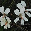 Pelargonium barklyi, Namaqua National Park, Mary Sue Ittner [Shift+click to enlarge, Click to go to wiki entry]