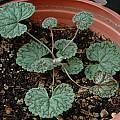 Pelargonium barklyi, leaves, Mary Sue Ittner