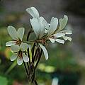 Pelargonium barklyi flowers, Mary Sue Ittner