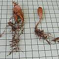 Pelargonium barklyi tuber, Mary Sue Ittner