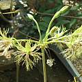 Pelargonium bowkeri, David Victor