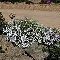 Pelargonium echinatum, Cameron McMaster