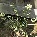 Pelargonium fasciculaceum, David Victor