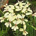 Pelargonium grenvilleae, David Victor
