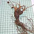 Pelargonium incrassatum, Mary Sue Ittner