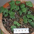Pelargonium species nova, David Victor