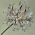 Pelargonium longifolium, Mary Sue Ittner