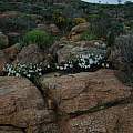 Pelargonium moniliforme, Namaqualand, Bob Rutemoeller