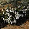 Pelargonium moniliforme, Namaqualand, Mary Sue Ittner