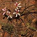 Pelargonium petroselinifolium, Brian du Preez, iNaturalist, CC BY-SA
