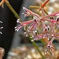 Pelargonium pilosellifolium, Andrew Wilson