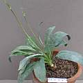 Pelargonium pilosellifolium, David Victor