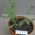 Pelargonium pinnatum, David Victor