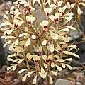 Pelargonium punctatum, Andrew Wilson