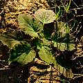 Pelargonium punctatum, Nick Helme, iNaturalist, CC BY-SA