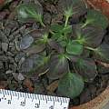 Pelargonium radiatum, David Victor