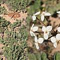 Pelargonium radulifolium, gerhardmalan, iNaturalist, CC BY-NC