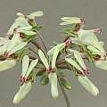 Pelargonium rapaceum, David Victor