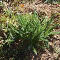 Pelargonium rapaceum, Kamieskroon, Cameron McMaster