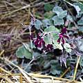 Pelargonium sidoides, Susan Hayek