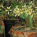 Pelargonium species, David Victor