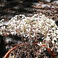 Pelargonium triandrum, Andrew Wilson