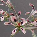 Pelargonium trifoliolatum, David Victor