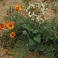 Pelargonium triste, Bob Rutemoeller