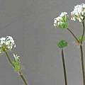 Pelargonium violiflorum, David Victor