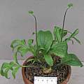 Pelargonium violiflorum, David Victor