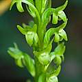 Piperia elongata, Franco Folini [Shift+click to enlarge, Click to go to wiki entry]