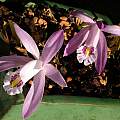 Pleione praecox, Martin Bohnet