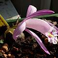 Pleione praecox, Martin Bohnet