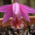 Pleione 'Tongariro', Martin Bohnet