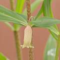 Polygonatum verticillatum 6th May 2024, David Pilling