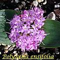 Polyxena ensifolia, Bill Dijk