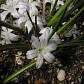 Polyxena/Lachenalia longituba flowers from second year, Bob Rutemoeller