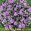 Polyxena/Lachenalia paucifolia, Bill Dijk