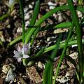 Polyxena/Lachenalia paucifolia, Mary Sue Ittner