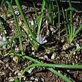 Lachenalia paucifolia, Mary Sue Ittner