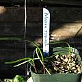 Lachenalia pygmaea, Nhu Nguyen