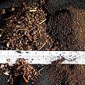 Compost sifted and sieved, M. Gastil-Buhl