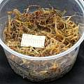 Sphagnum moss, M. Gastil-Buhl