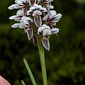 Prasophyllum cucullatum, Mary Sue Ittner Prasophyllum cucullatum, Mary Sue Ittner