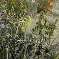Prasophyllum ovale possibly, Stirlings, Mary Sue Ittner