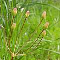 Ripening seed capsules, Travis Owen